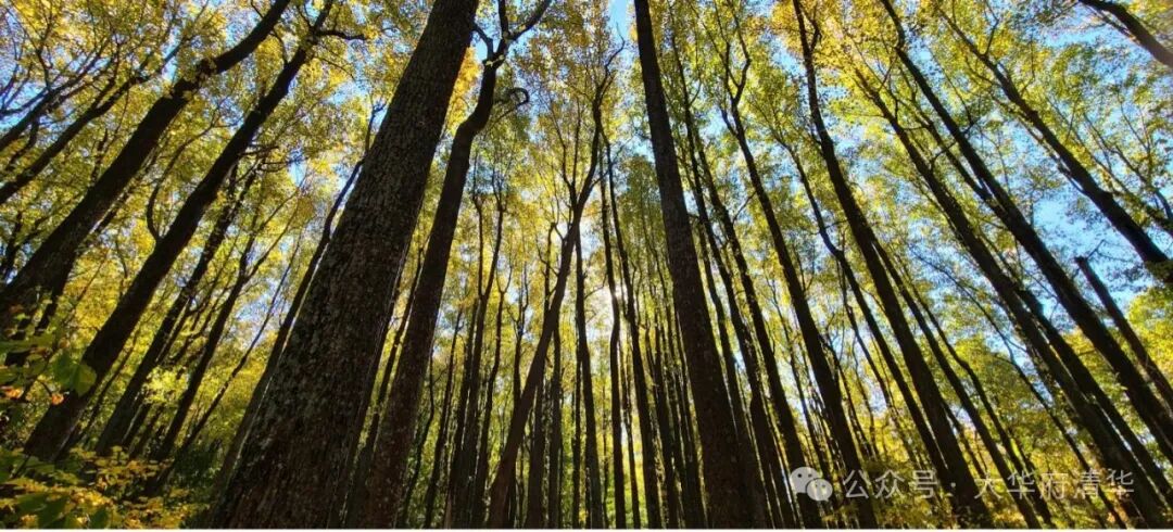 记大华府TYCon首次线下聚会 记大华府TYCon首次线下聚会